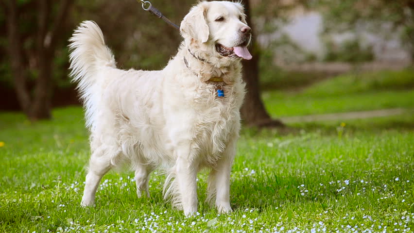 Cute friendly dog on a leash walking