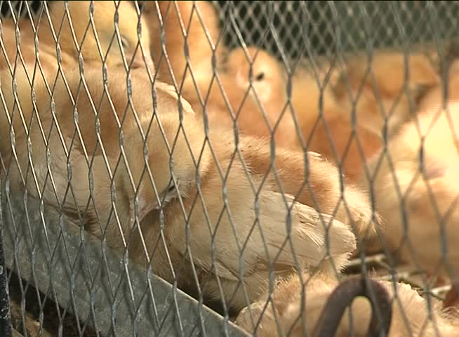yellow fluffy chickens