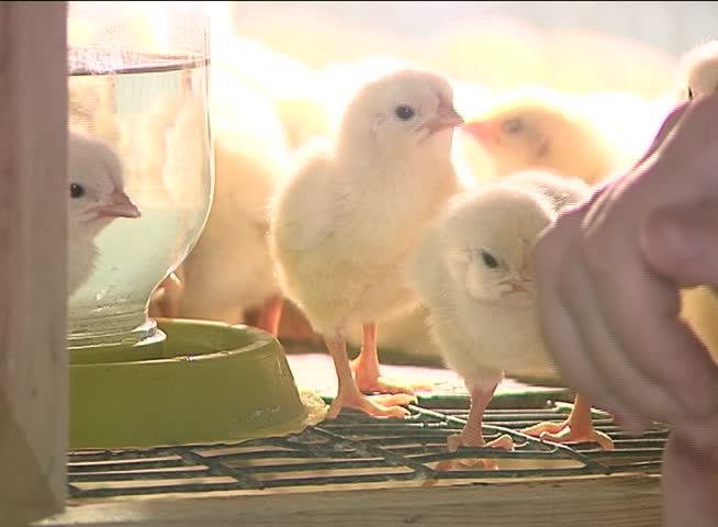 yellow fluffy chickens