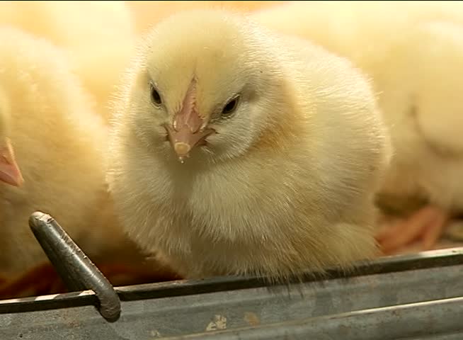 yellow fluffy chickens