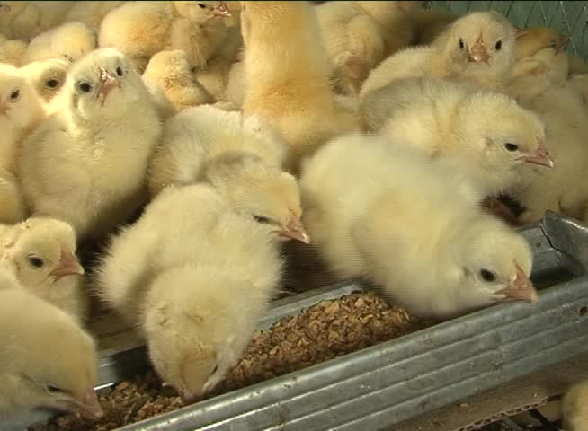 yellow fluffy chickens