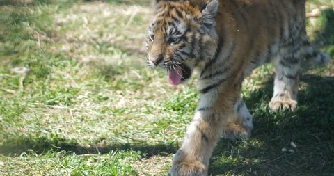 little tiger cub learns to growl
