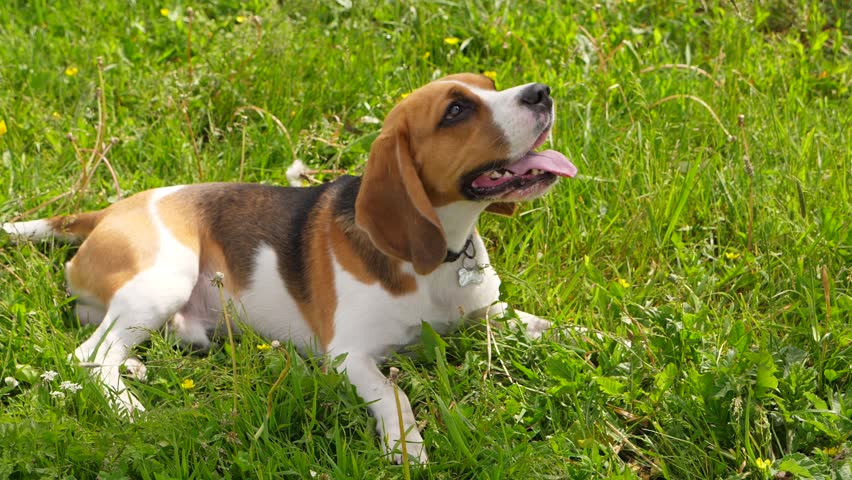 Beagle Dog with Open Mouth Stock Footage Video (100% Royalty-free ...