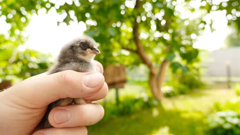 In one hand the chick in the other hand is an egg. Chicken or egg