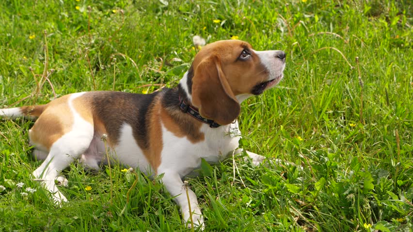 beagle with long ears
