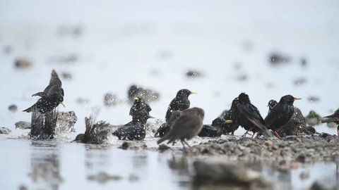 The group of common starling (Sturnus vulgaris) splashing in the water