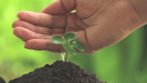Hand watering a small plant on soil with green natural on background