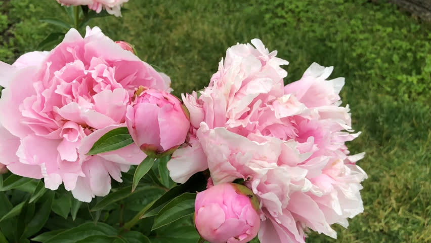 Sarah Bernhardt Peonies Binomial Name Arkivvideomateriale 100 Royaltyfritt Shutterstock