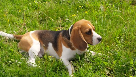 Funny Beagle Puppy Smell Dandelion Stock Footage Video 100 Royalty Free 1012773422 Shutterstock