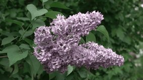 A flowering branch of a lilac of a flower on a bush. Slow panoramic video. Full HD video, 240fps, 1080p.