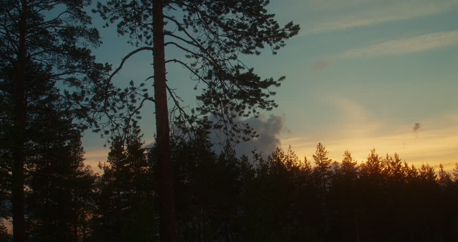 Sunset on the tops of trees.