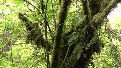 Ferns and mosses in the rainforest. The Pacific Coast. Olympic National Park, United States, Washington. Rain Forest