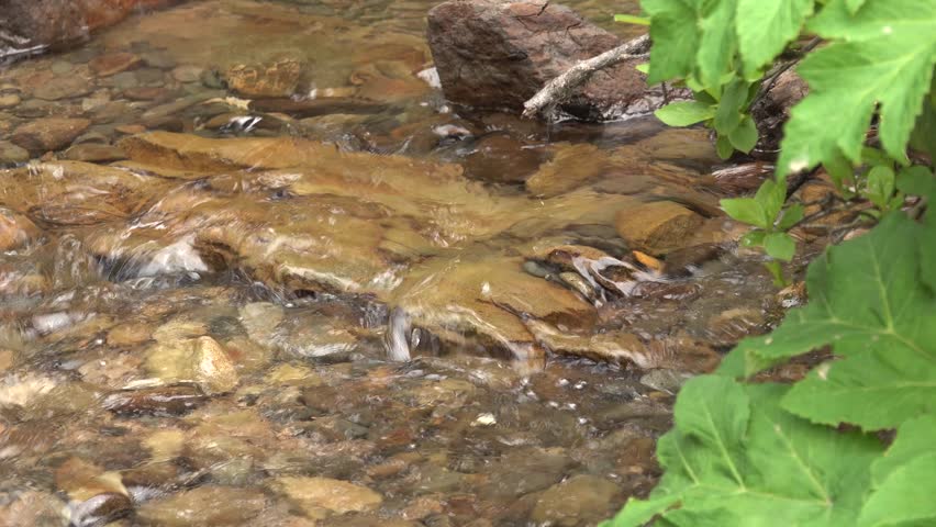 Plants near the brook in the rainforest. The Pacific Coast. Olympic National Park, United States, Washington