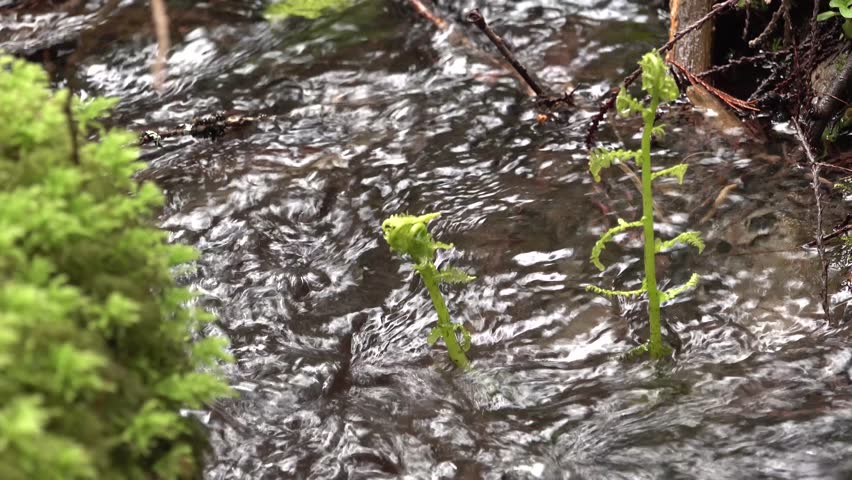 A stream in the rainforest, mosses and ferns grow along the water. United States, Washington State