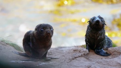 Two New Zealand Fur Seal Pups on rocky beach beside ocean