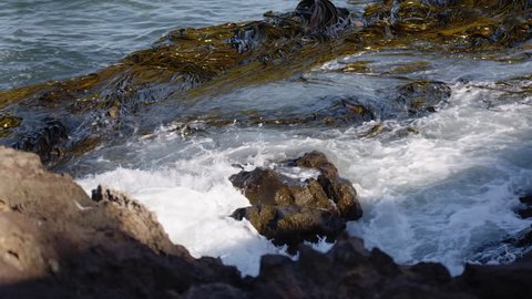 Mass of seaweed tendrils floating in the ocean beside coast