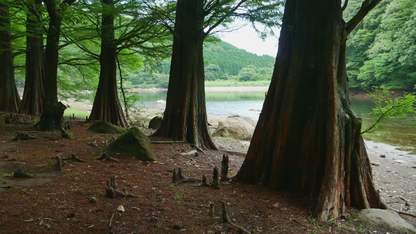 Bald cypress are beside a reservoir.