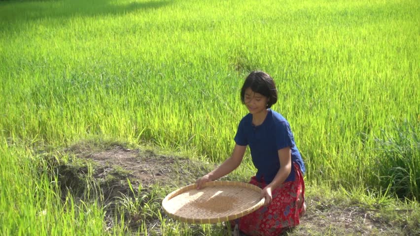 lifestyle of Southeast Asian people,Asian woman farmer doing a rice threshing with old style of Thailand in the rice field countryside of Thailand. Agriculture and sufficient life concept.