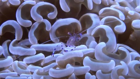 
Bubble Coral Shrimp (Vir philippinensis) on Euphyllia Ancora Coral - Close Up - Philippines