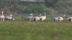 Flock of bar headed goose 