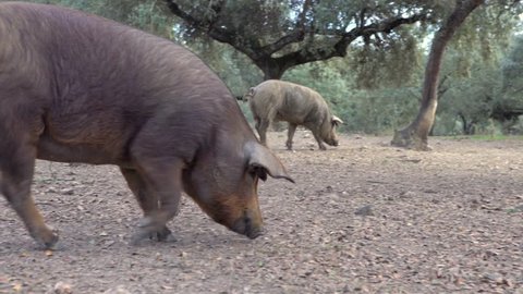 4K, Black Iberian pigs grazing through the oak trees in grassland Extremadura. Spain dehesa landscape. Spanish hogs in field a day of winter. Agricultural farm-Dan