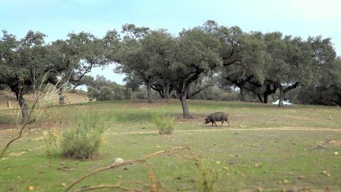 4K, Black Iberian pigs grazing through the oak trees in grassland Extremadura. Spain dehesa landscape. Spanish hogs in field a day of winter. Agricultural farm-Dan