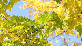 Beautiful colorful yellow leaves hanging on trees isolated at blue sky background. Sunny fall season natural  background. Real time full hd video footage.