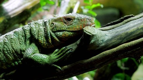 Northern caiman lizard (Dracaena guianensis) sitting on the tree