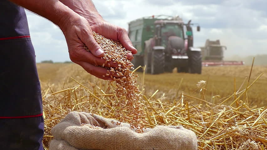 Wheat grain in a hand after good harvest of successful farmer, in a background agricultural machinery combine harvester and tractor working on field, slow motion Royalty-Free Stock Footage #1012843388