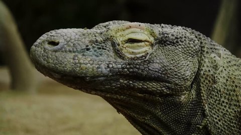 Komodo dragon close-up shot