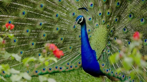 Beautiful peacock close-up