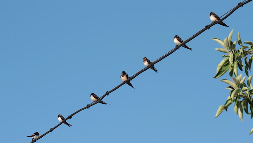 Swallows, in line, perched on a cable preening
