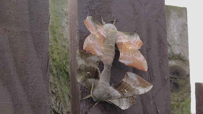 2 poplar hawk-moths, Laothoe populi, copulating on garden fence, scotland, june.