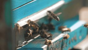 slow motion video apiary. a swarm of bees flies into a hive collect the pollen bear honey. lifestyle beekeeping concept bee agriculture