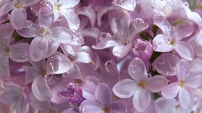 Beautiful summer video 4k background with lilac flowers. Seamless loop.