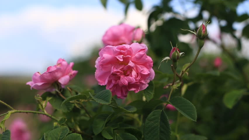 Close up of a pink rose flower on a flowerbed. Royalty-Free Stock Footage #1012849127