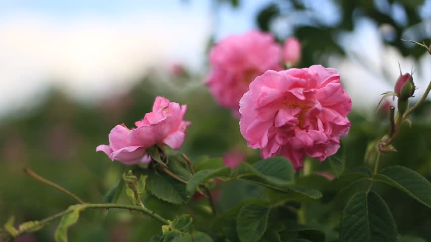 Close up of a pink rose flower on a flowerbed. Royalty-Free Stock Footage #1012849139