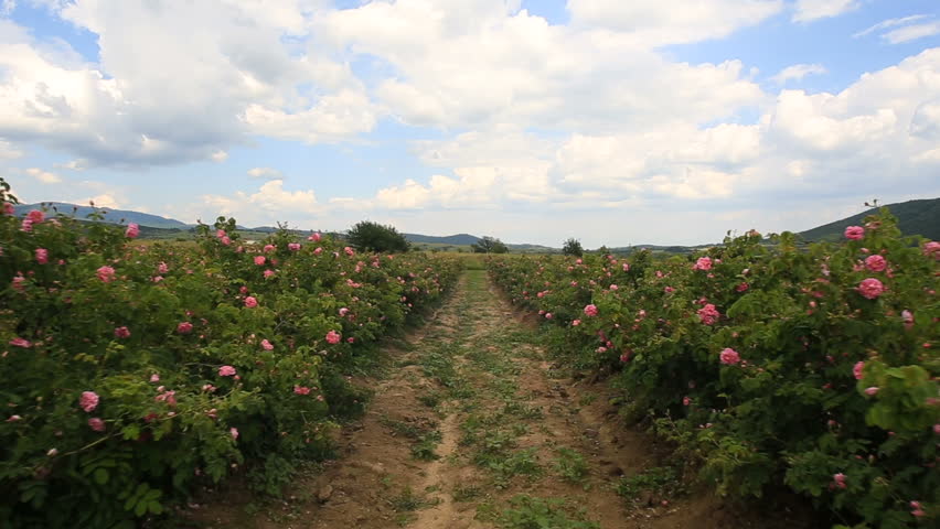 Walking between beautiful rows of pink rose bushes. Royalty-Free Stock Footage #1012849175