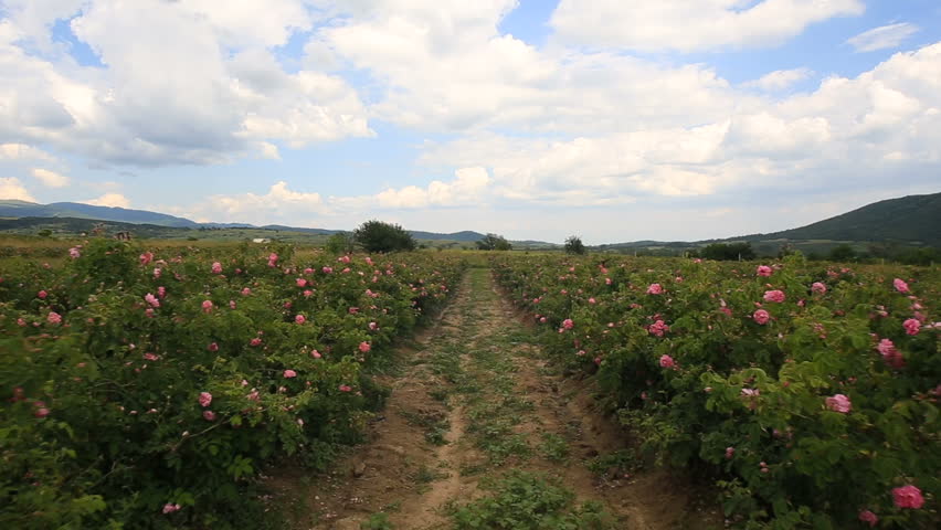 Walking between beautiful rows of pink rose bushes. Royalty-Free Stock Footage #1012849178