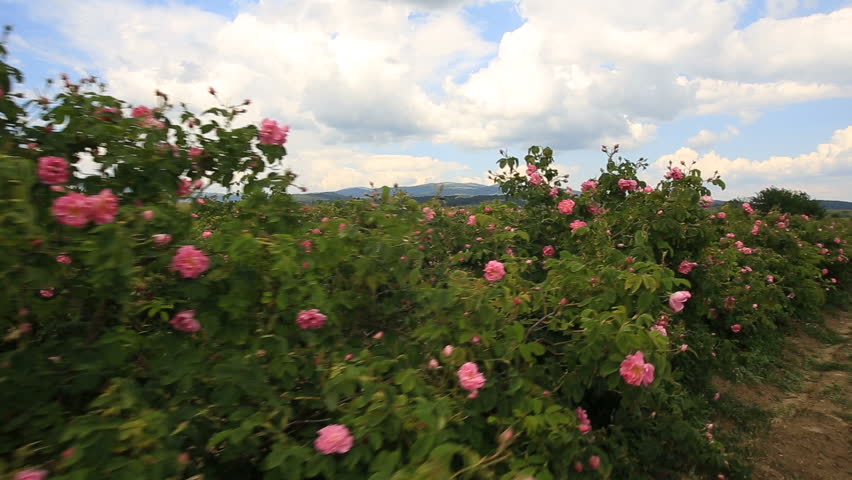 Walking between beautiful rows of pink rose bushes. Royalty-Free Stock Footage #1012849181