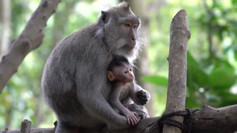 2 in 1 Baby monkey with its mother taking care of it in Bali.