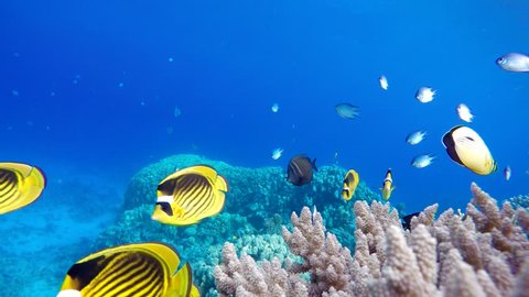 The marine life of tropical fish. Coral reef. Tropical sea and coral reef. Video Stok