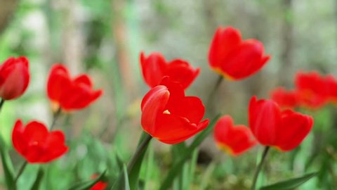 Red tulips sway on wind on green background.