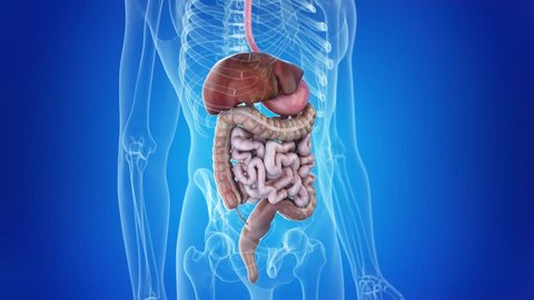 medical 3d animation of the human digestive system