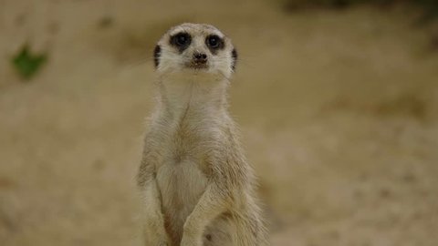 Cute And Funny Suricate Meerkat Video De Stock 100 Libre De Droit Shutterstock