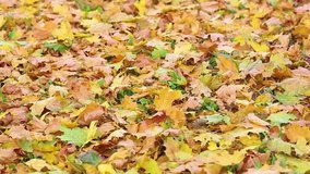 Beautiful colorful yellow leaves lying on ground like thick natural carpet. Sunny fall season background. Real time full hd video footage.