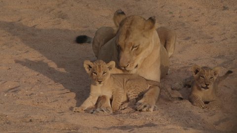 Lioness mother licking her playful lion cubs