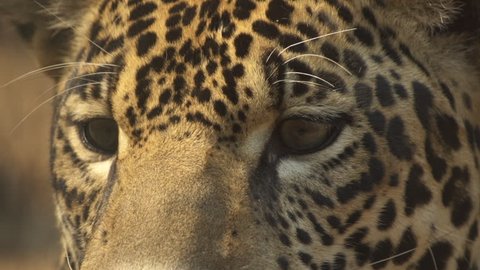 Jaguar Close up shot
