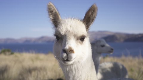 Close up shot of an alpaca and some other alpacas in the background