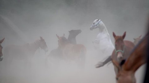 slow motion of horses rearing hind legs and playing in dust and smoke